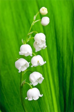 simsearch:689-03124006,k - Beautiful lily-of-the-valley flower Photographie de stock - Aubaine LD & Abonnement, Code: 400-06922195