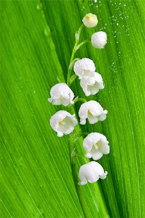 simsearch:400-07656811,k - Beautiful lily-of-the-valley flower with water-drops Photographie de stock - Aubaine LD & Abonnement, Code: 400-06922196