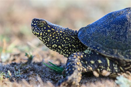 funny river animal - European bog turtle (emys orbicularis) in Danube Delta, Romania Stock Photo - Budget Royalty-Free & Subscription, Code: 400-06922683