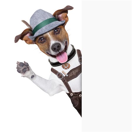 simsearch:400-06927182,k - oktoberfest dog  smiling happy  and waving with paws Stockbilder - Microstock & Abonnement, Bildnummer: 400-06922692