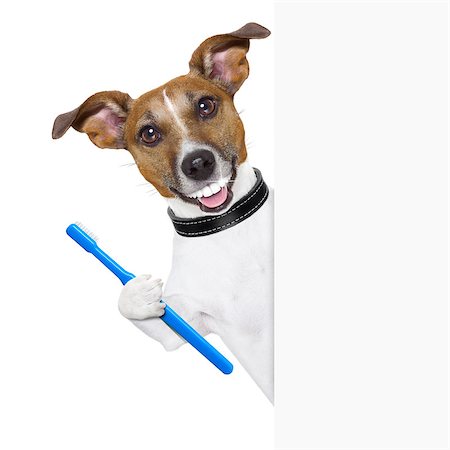 dog with big white teeth with  a toothbrush behind banner placard Stock Photo - Budget Royalty-Free & Subscription, Code: 400-06922707