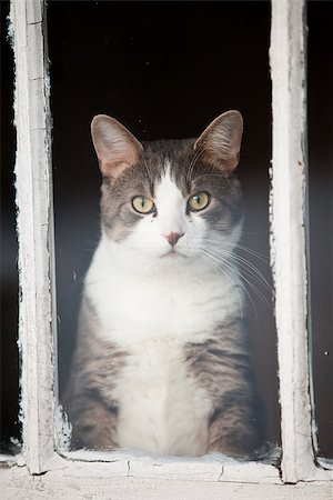 Cat Looking Outside Stock Photo - Budget Royalty-Free & Subscription, Code: 400-06922884