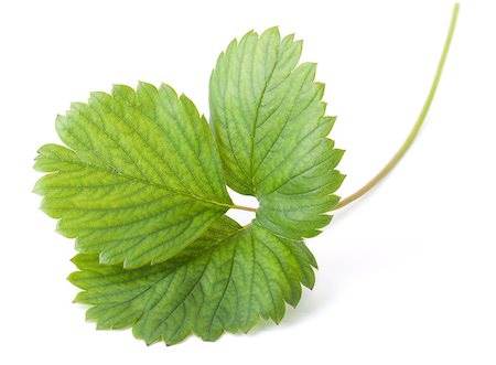 simsearch:400-05906470,k - Green strawberry leaf. Isolated on white background Photographie de stock - Aubaine LD & Abonnement, Code: 400-06923406