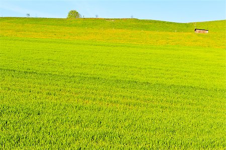 simsearch:400-06918933,k - Green Pastures around the Shed in Switzerland Photographie de stock - Aubaine LD & Abonnement, Code: 400-06923445