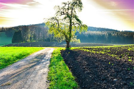 simsearch:400-04380170,k - Dirt Road near the Forest in Swiss Alps, Sunrise Stock Photo - Budget Royalty-Free & Subscription, Code: 400-06923449