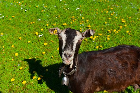 Goat Grazing on Green Pasture in Switzerland Stock Photo - Budget Royalty-Free & Subscription, Code: 400-06923459