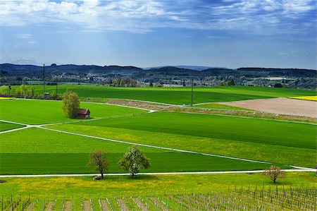 simsearch:400-06918933,k - Young Vineyard on the Slopes of the Swiss Alps Foto de stock - Super Valor sin royalties y Suscripción, Código: 400-06923463