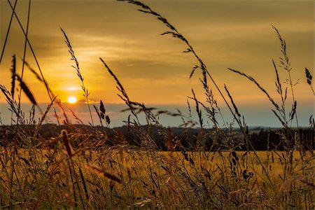 simsearch:400-05321504,k - summer sunset over grass field with shallow focus Fotografie stock - Microstock e Abbonamento, Codice: 400-06923647