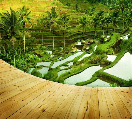 simsearch:400-06918933,k - Wooden platform beside terrace rice fields in morning sunrise, Ubud, Bali, Indonesia Foto de stock - Super Valor sin royalties y Suscripción, Código: 400-06923705