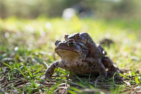 two frogs - european toad (couple) Foto de stock - Super Valor sin royalties y Suscripción, Código: 400-06944216
