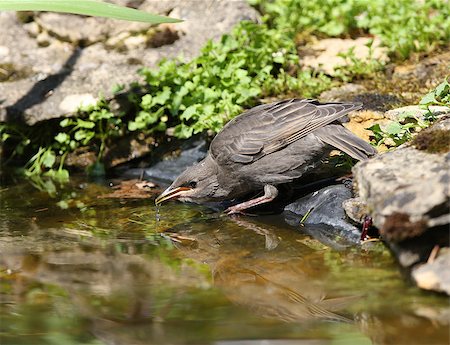 Close up of a baby Starling drinking from a pond Stock Photo - Budget Royalty-Free & Subscription, Code: 400-06944384