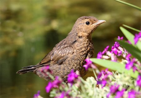 simsearch:400-04705555,k - Portrait of a young Blackbird Photographie de stock - Aubaine LD & Abonnement, Code: 400-06944387