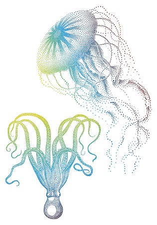 Colorful jellyfish and octopus, vector illustration Stock Photo - Budget Royalty-Free & Subscription, Code: 400-06945275