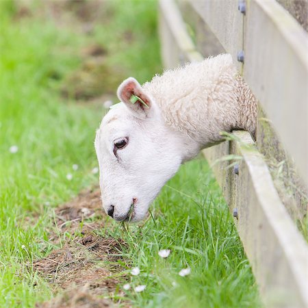 Sheep eating, grass is greener at the other side of the fence Stock Photo - Budget Royalty-Free & Subscription, Code: 400-06946387