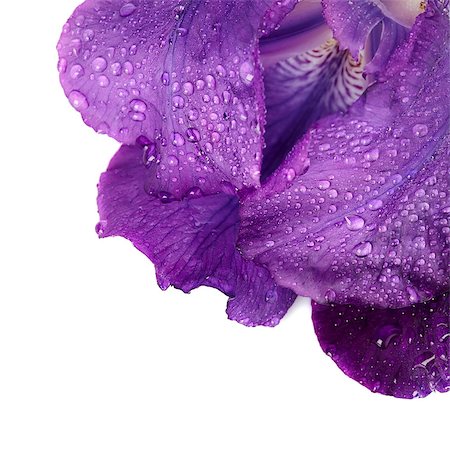 Violet flower. Iris flower. Violet iris. Petals of a violet flower of an iris. Flower in dew drops. Flower petals in dew drops. Photographie de stock - Aubaine LD & Abonnement, Code: 400-06946764