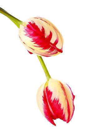 Two tulips. Spring flowers. Motley tulips. Red and yellow tulips. Stockbilder - Microstock & Abonnement, Bildnummer: 400-06946761