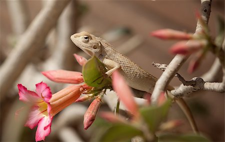 Bearded dragon (pogona vitticeps) on ondem flower plant in sunlight Foto de stock - Royalty-Free Super Valor e Assinatura, Número: 400-06946772