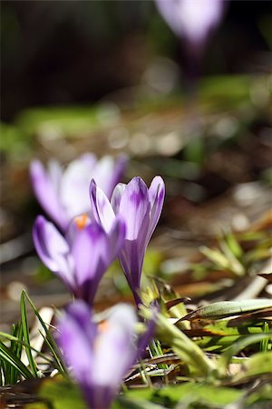 simsearch:400-08333816,k - backlit crocus sativa growing in the middle of the forest in spring Photographie de stock - Aubaine LD & Abonnement, Code: 400-06947031