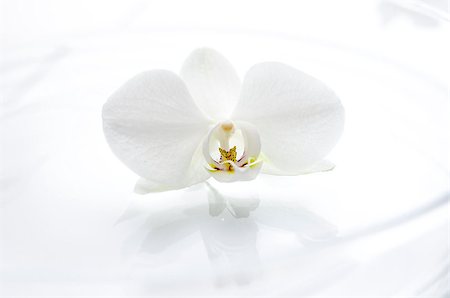 spa water background pictures - White orchid flower floating on the water. Nice relaxation concept. Foto de stock - Super Valor sin royalties y Suscripción, Código: 400-06947289