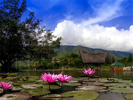 Lotuses and Gazebo.. Samosir Island  Lake Toba  North Sumatra  Indonesia. Foto de stock - Super Valor sin royalties y Suscripción, Código: 400-06947300