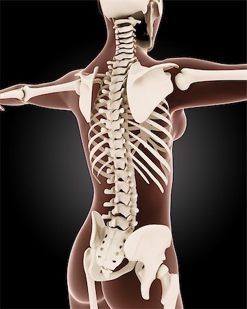 simsearch:400-06768230,k - 3D render of a female medical skeleton with close up on back Photographie de stock - Aubaine LD & Abonnement, Code: 400-06947546