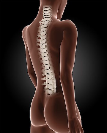 simsearch:400-06768229,k - 3D render of a female medical skeleton with close up on back Fotografie stock - Microstock e Abbonamento, Codice: 400-06947548