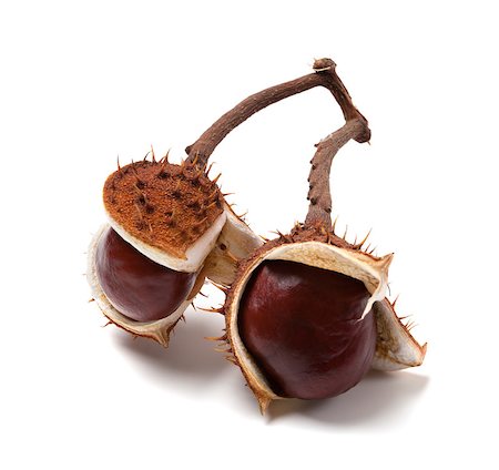 Two horse chestnuts on branch. Isolated on white background Stock Photo - Budget Royalty-Free & Subscription, Code: 400-06947608
