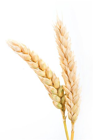 rye ear - Close up wheat cereal crops. Studuo shot. White isolated Stock Photo - Budget Royalty-Free & Subscription, Code: 400-06947659