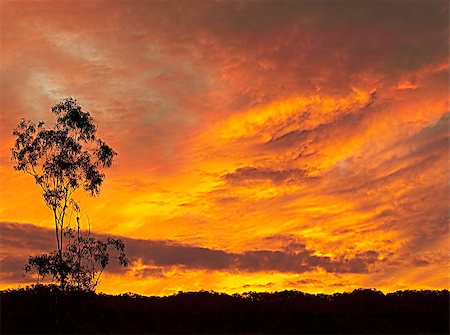 simsearch:400-08315659,k - Fiery Australian sunset silhouette late evening background Foto de stock - Super Valor sin royalties y Suscripción, Código: 400-06947686