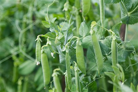 simsearch:824-02888657,k - young peas growing in the garden, natural vegetables Stock Photo - Budget Royalty-Free & Subscription, Code: 400-06948419