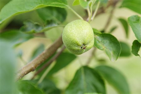 simsearch:824-02888669,k - pear growing on the tree, close up photo Photographie de stock - Aubaine LD & Abonnement, Code: 400-06948410