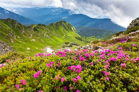 simsearch:400-07211228,k - Image of a beautiful carpathian mountains. Marmaros massif in eastern Carpathians. Stock Photo - Budget Royalty-Free & Subscription, Code: 400-06948446