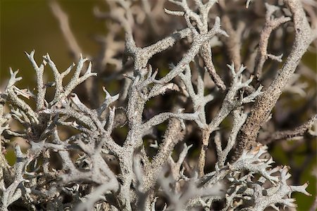 Branches of dry Iceland moss. Closeup macro photo Stock Photo - Budget Royalty-Free & Subscription, Code: 400-06948449
