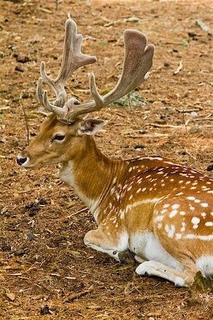 Fallow deer in forest - Male Photographie de stock - Aubaine LD & Abonnement, Code: 400-06948513
