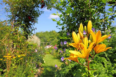 simsearch:400-06077814,k - Yellow lily in front of a beautiful garden Photographie de stock - Aubaine LD & Abonnement, Code: 400-06948689