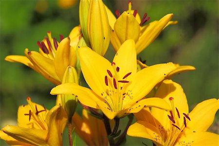 simsearch:400-06077814,k - Yellow lily with some little bugs Photographie de stock - Aubaine LD & Abonnement, Code: 400-06948690