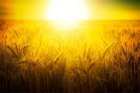 Wheat field under blue sky. Golden sunset in wide meadow. Ukraine. Fotografie stock - Microstock e Abbonamento, Codice: 400-06948738