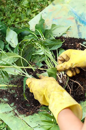 rubber hand gloves - gardening with rubber yellow gloves, detail of  replanting green plants Stock Photo - Budget Royalty-Free & Subscription, Code: 400-06949147