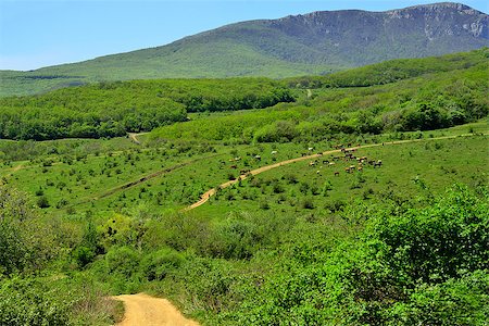 simsearch:400-06142582,k - Mountain landscape with grazing horses  in an  valley Stock Photo - Budget Royalty-Free & Subscription, Code: 400-06949208