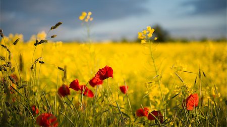 râpe - Poppies in Rape Seed Field Stock Photo - Budget Royalty-Free & Subscription, Code: 400-06949329