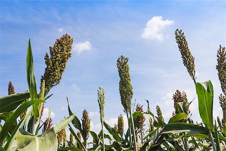 simsearch:400-06760836,k - Sorghum or Millet field with blue sky background Photographie de stock - Aubaine LD & Abonnement, Code: 400-06949365