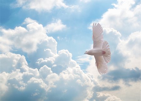 dove flying - white dove flying over sky. Stock Photo - Budget Royalty-Free & Subscription, Code: 400-06949435