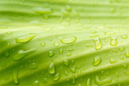 Natural green with water drops for background Fotografie stock - Microstock e Abbonamento, Codice: 400-06949438