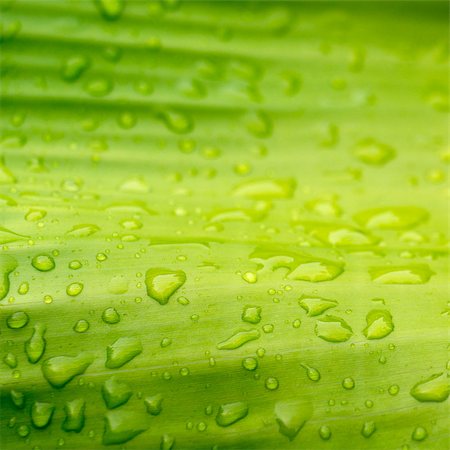 Natural green with water drops for background Fotografie stock - Microstock e Abbonamento, Codice: 400-06949439
