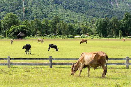 Cows on green meadow in Thailand Fotografie stock - Microstock e Abbonamento, Codice: 400-06949440