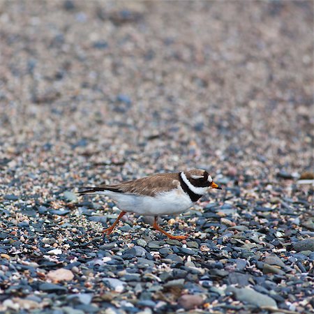 pluvier - Ringed plover feeling threatened by the presence of humans during breading season. Photographed on Ireland's Eye Island, Ireland. Photographie de stock - Aubaine LD & Abonnement, Code: 400-06949584