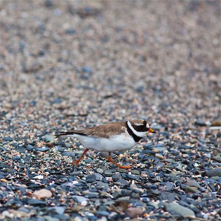 simsearch:400-06949596,k - Ringed plover feeling threatened by the presence of humans during breading season. Photographed on Ireland's Eye Island, Ireland. Stock Photo - Budget Royalty-Free & Subscription, Code: 400-06949584