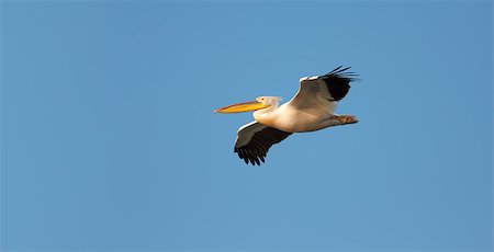 simsearch:400-06949596,k - Great White Pelican (Pelecanus onocrotalus) flying against blue sky. Stock Photo - Budget Royalty-Free & Subscription, Code: 400-06949585