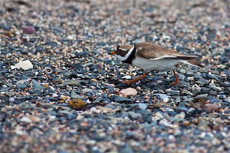 pluvier - Ringed plover feeling threatened by the presence of humans during breading season. Photographed on Ireland's Eye Island, Ireland. Photographie de stock - Aubaine LD & Abonnement, Code: 400-06949592