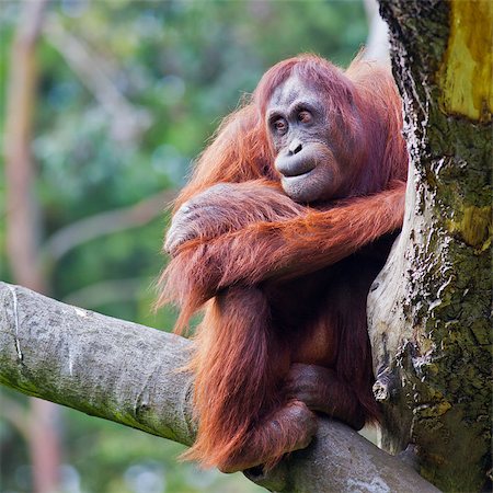 simsearch:862-07909950,k - Female of Bornean Orangutan sitting on a branch at Dublin Zoo. Photographie de stock - Aubaine LD & Abonnement, Code: 400-06949603